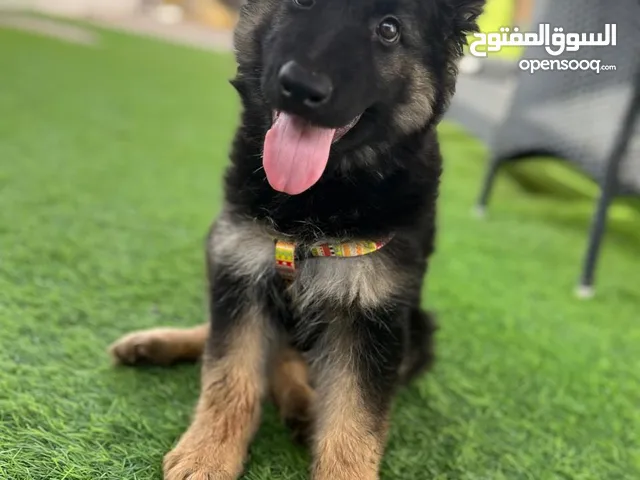 جيرمن شيبرد لونج هير عمر شهرين إقراء الوصف هام