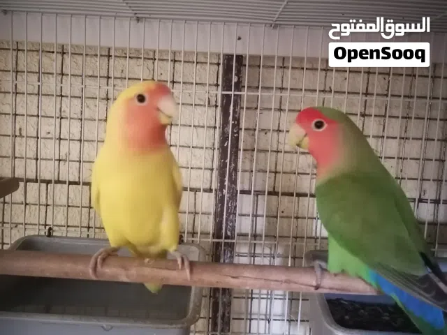 مجموعة طيور.. إقرأ الوصف