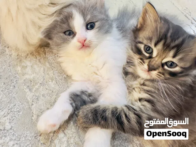 قطط هملايا