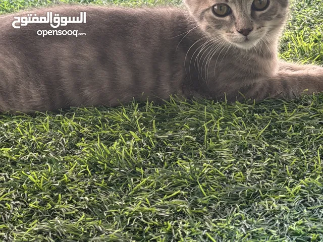 كتبن ذكر بريتش