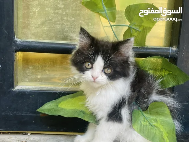 قطه أنثى صغيرة