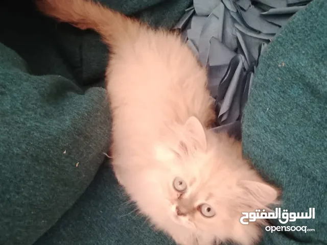 قطة هملايا صغيره للبيع بسعر مغري عمر شهرين