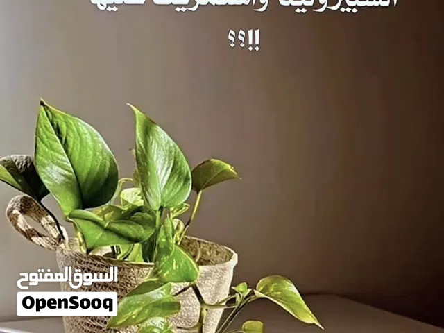 مكمل غذايي الاسبيرولينا