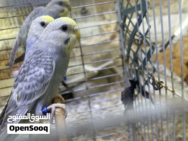 متاح رينبو ثنين نثايه وتك فحل نثايه جاهزات لانتاج طيور انتاجي سعرهن 35 الف شلع بدون دهره مو مخاليف