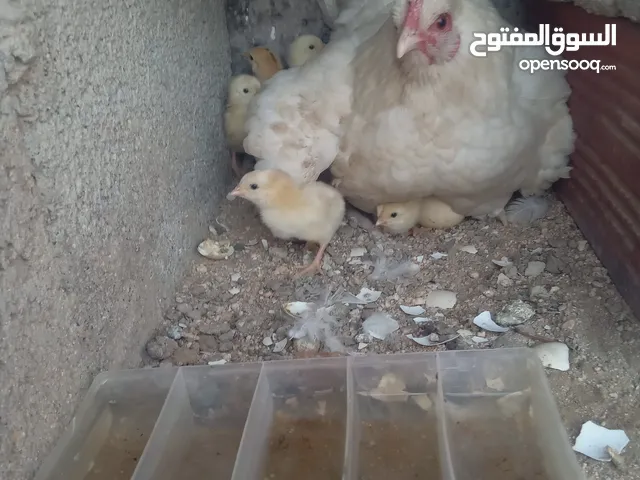 للبيع دجاجه بلدي بفروخها