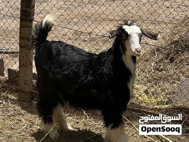 صخله رحبيه
