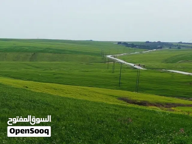 قطعه ارض للبيع خمس دونمات ونص قشان مستقل من المالك مباشره في طريق المطار 7500