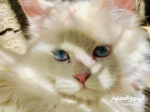 بزونة للبيع