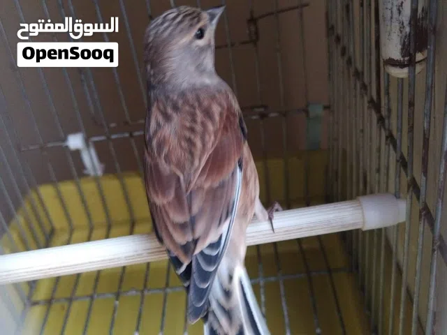 دكر تجويل بيع او افري