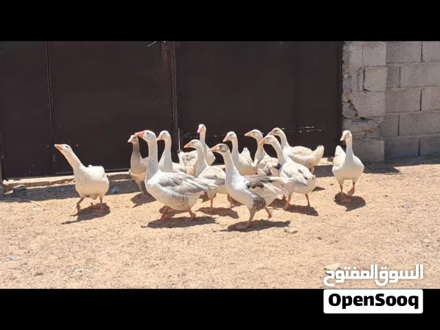 ذكر و 2 أناتي وز و 9 طروف إنتاجهم مكان مصراتة