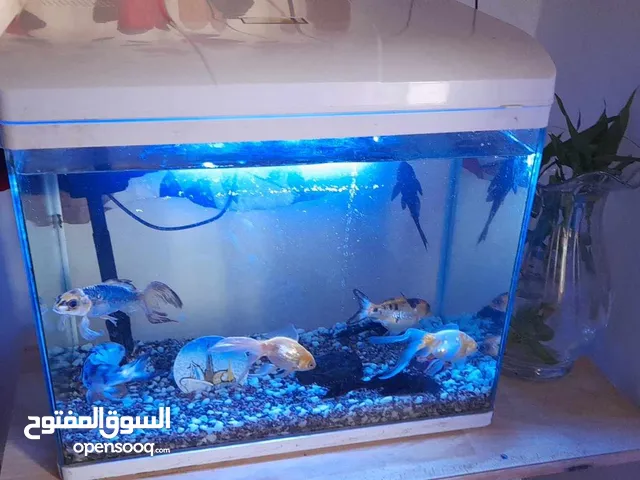 for sale aquarium together with the 6koy fish and 2 janitor aquarium have heater already