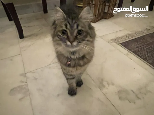 قطه شيرازي للبيع العمر سبعه اشهر