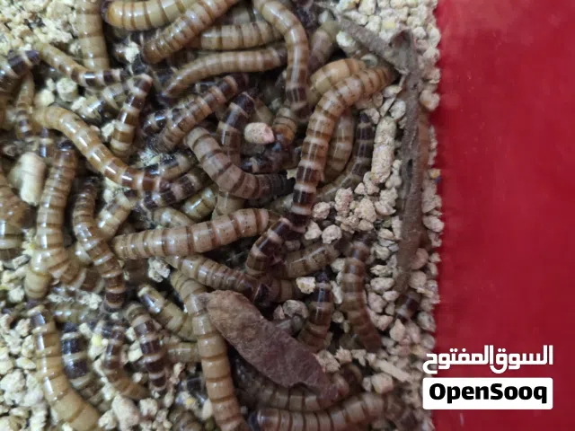 دود سوبر ورم كبير