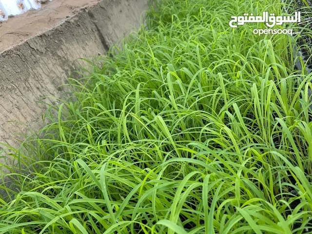 شتلات بونيكام مومبوسا اسباني سوبر