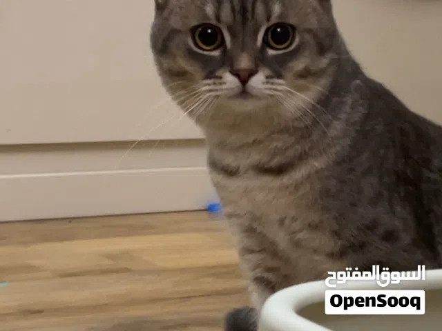 للبيع قط british short hair