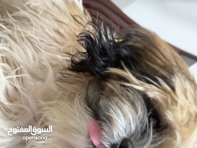 كلب شيتزو للبيع يحب ال لعب Small dog for sale he like to play and have fun