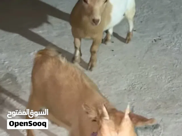 جيكي للبيع صحة ممتازة