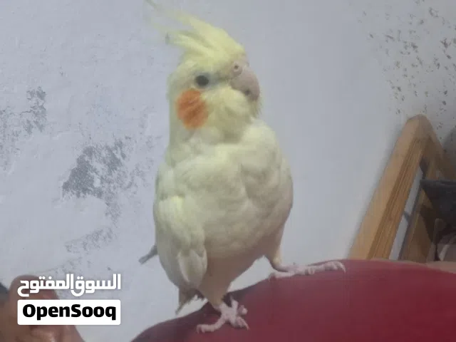 كوكتيل جوز اليف