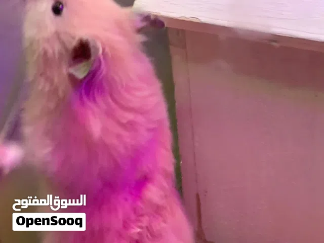 هامستر سوري انثا للبيع او للبدل على لون ثاني المنطقه البيادر  و اذا منطقه قريبه انا باجي