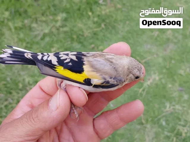 طواوير للبيع