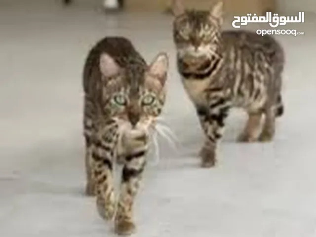 قطط بنغالية زوج انثى وذكر
