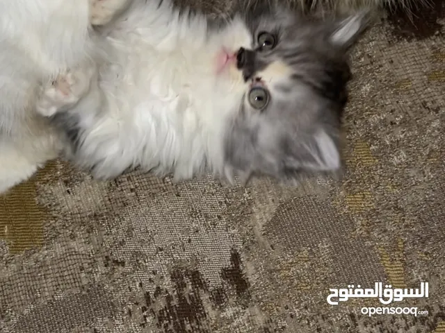 قطه عسوله لعبيه جدا جدا وحنيه 3 اشهور بتاكل أكل بيتي