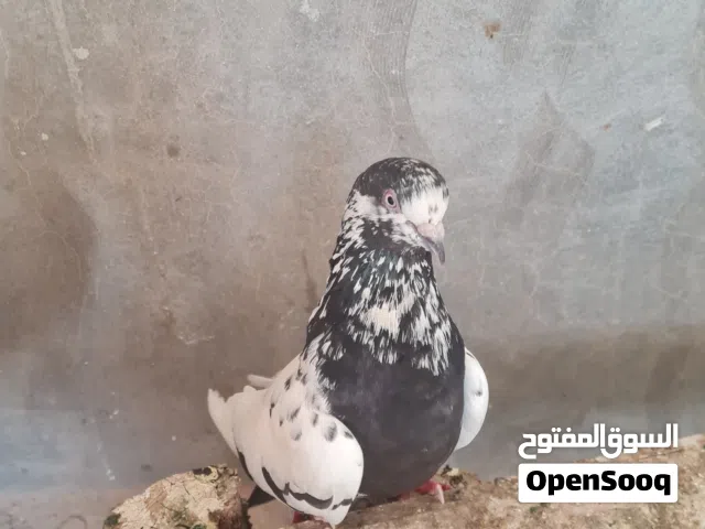دكر حمام شقلاب