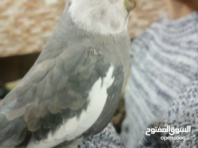 ببغاء كوكتيل وايت فيس