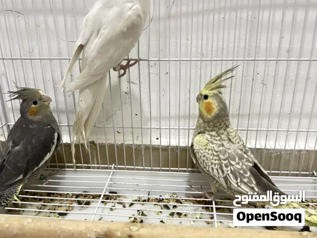 5 كوكتيلات