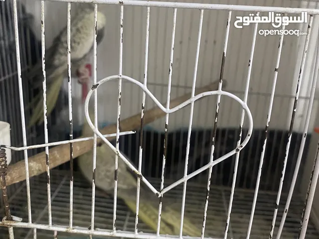 جوز كوكتيل طفرات