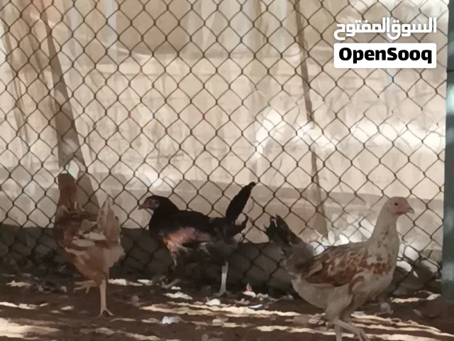 دجاج فيومى وفرنسى عمر 5 شهور