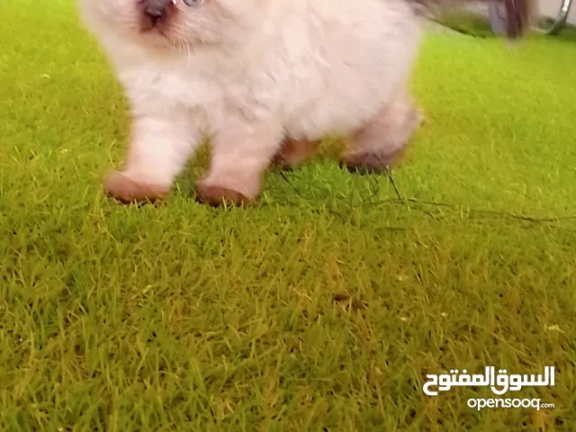 قط ذكر هملايا بيور