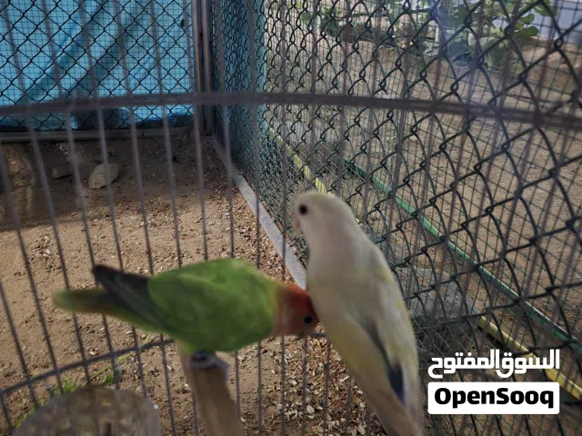 زوج روز لون جميل و بعمر الانتاج الانثى الصفره و الذكر الاخضر ان شاءالله خيره قريب