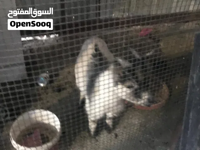 للبيع تيس تشيكي