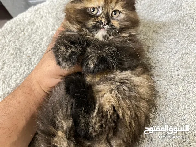 قطة انثى للبيع