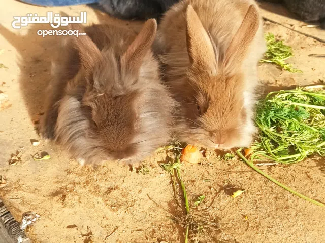 ارانب للبيع