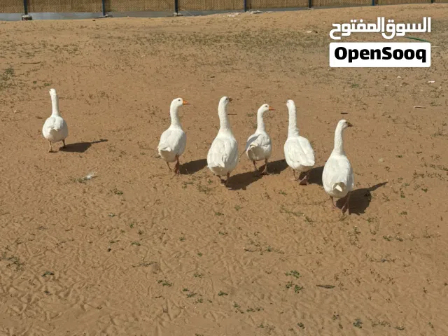 6 x goose for sale