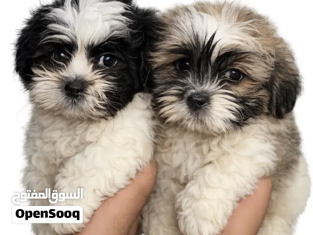 للبيع كلاب شتزو  المتوفر اثنين. ذكر  واحده انثى  العمر شهرين تقريبا للاستفسار