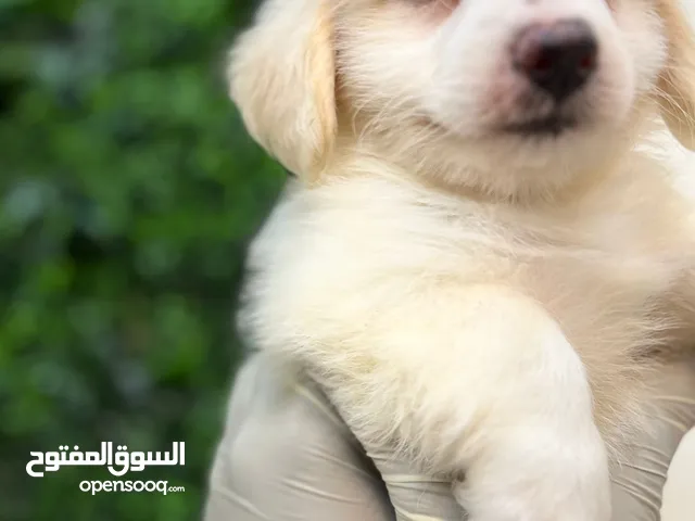 Dachshund × Maltese Male Puppy Pure White 100% Healthyجرو ذكر داشهند × مالتيز لون أبيض نقي ص