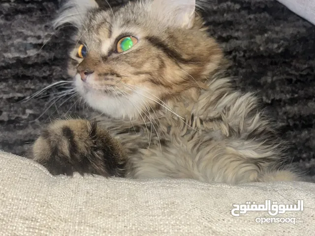 قط ذكر للتبني ببلاش
