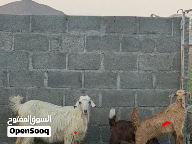 شاه جامودية تحتها سخلة