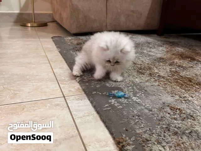 chinchilla male cat for sale