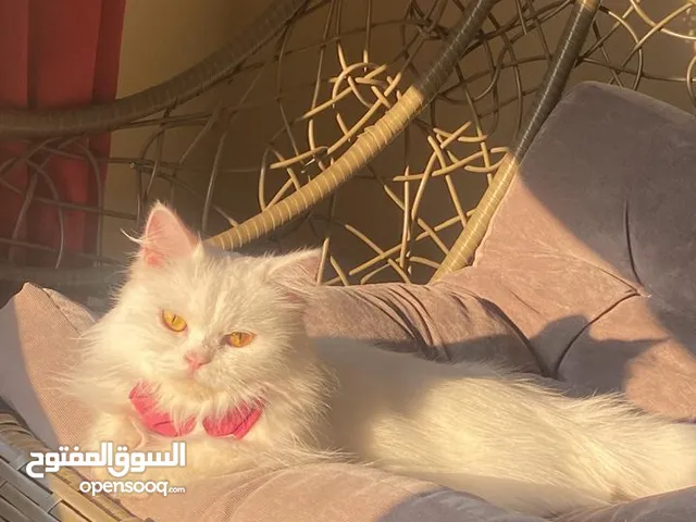 قطط للتبني العاجل برسوم بسيط