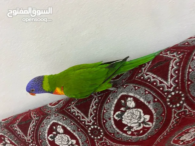 ببغاء لوري