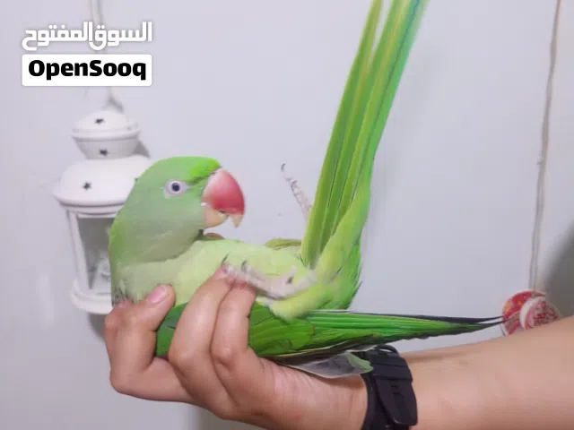 فرخ ببغاء دره نيبالي اليف حمامه ومتكلم مشروط