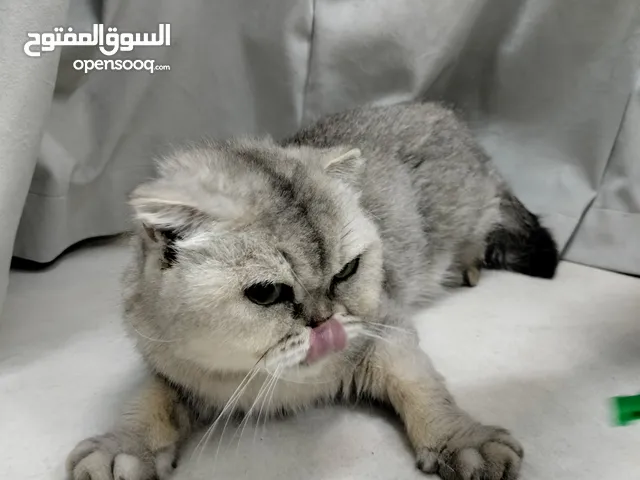 سكوتش فولد