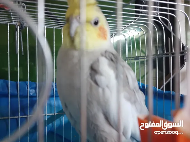 موجود بصلاة على النبي اقرأ الوصف