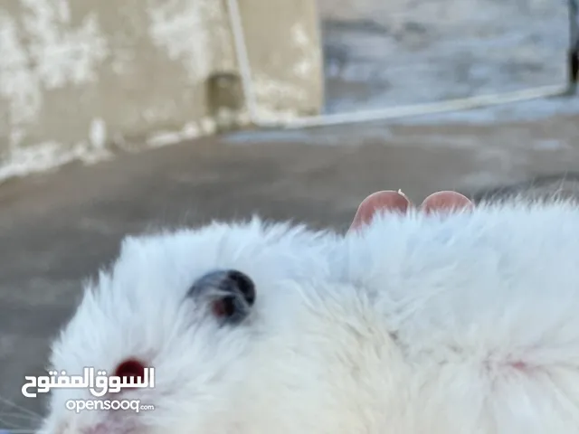 هامستر للبيع بصحة ممتازة و جاهز للبيت الجديد يرجى قراءة الوصف