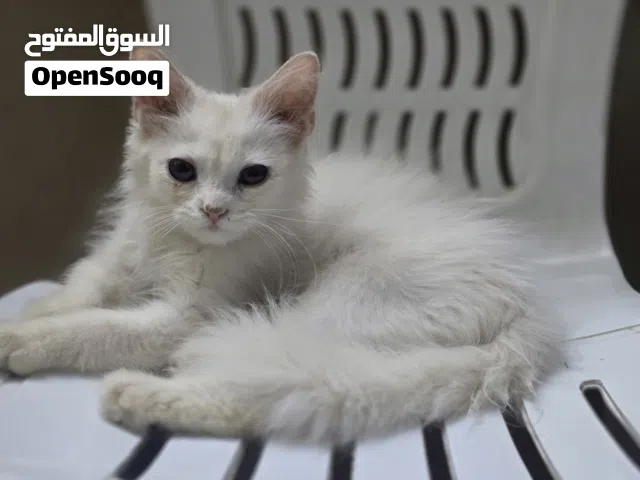 قط وقطة شيرازي للتبني