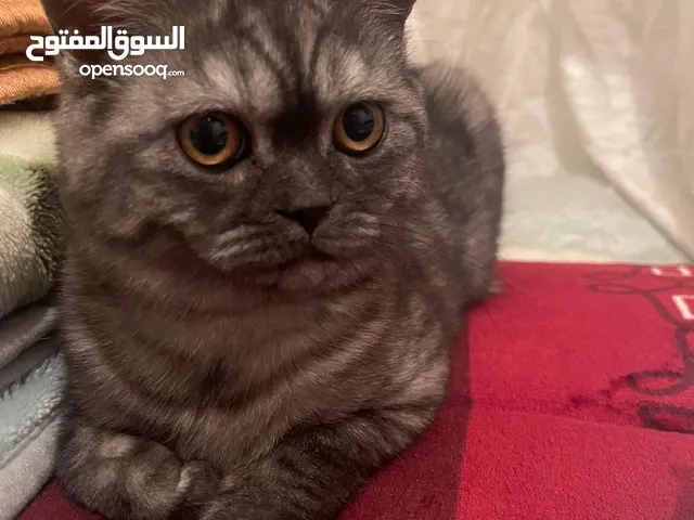 قطة شيرازي الأصل أوكرانيا ذات لون رمادي مموج